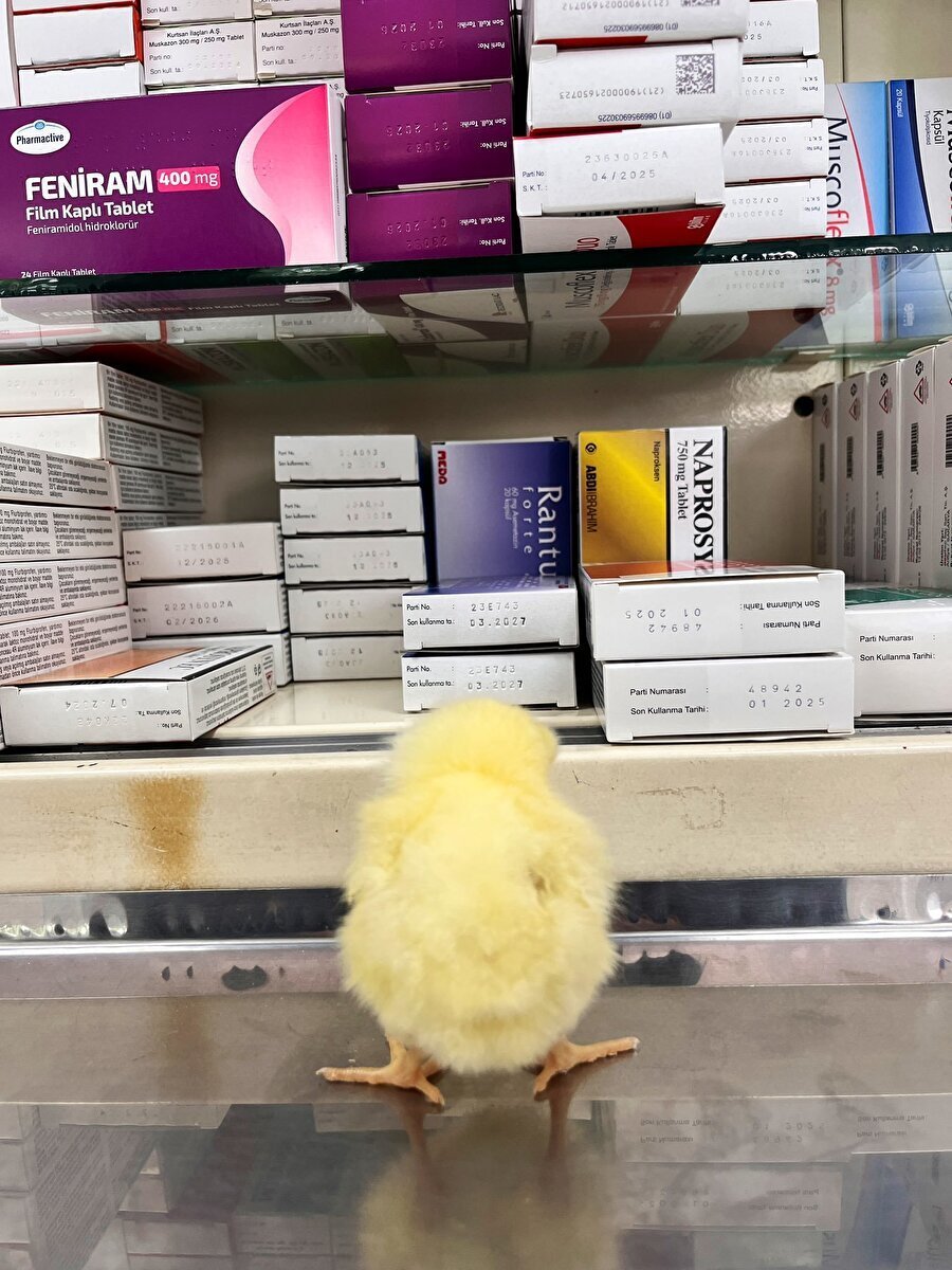 Annesine pansuman yapılmayınca civcivler