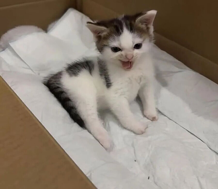 Kardeşimin aklına sinsi bir şaka gelince mimikleri