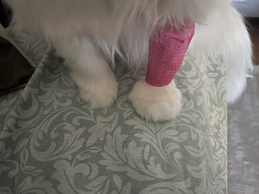 İncinmiş kedi