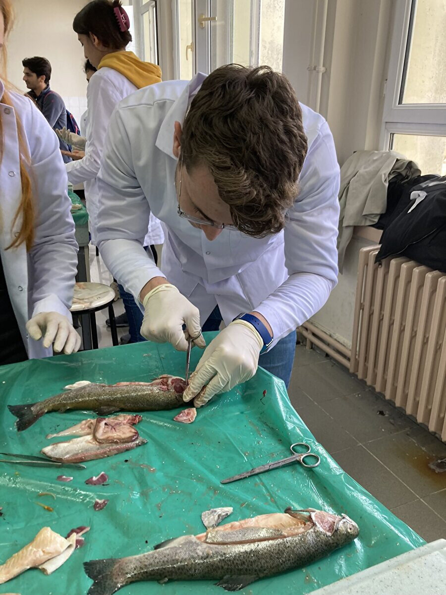 Tavuğa neden pansuman yapmadınız?