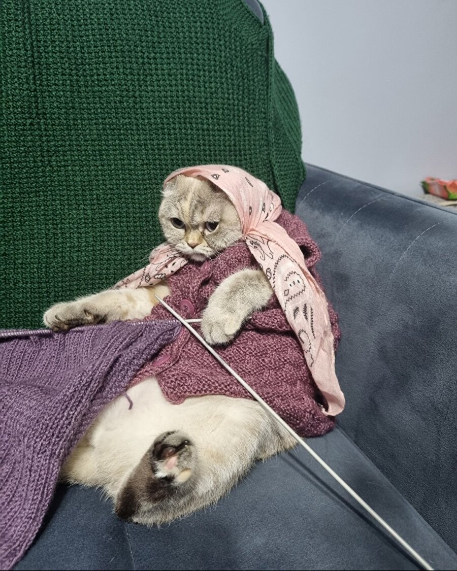 Kediyi nasıl ikna ettiniz?