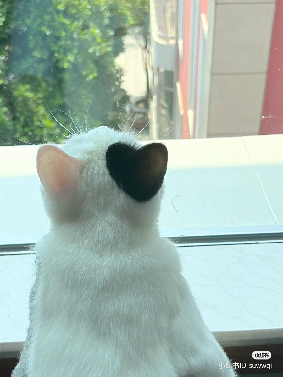 Daha önce dövmeli bir kediye denk gelmemiştik