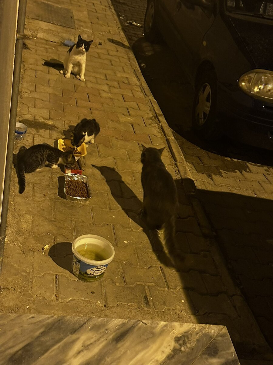 Mama verilen kedinin şaşkınlığı