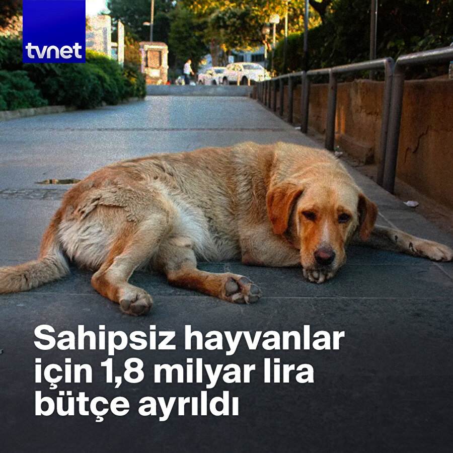 Sokak hayvanları için dev kaynak