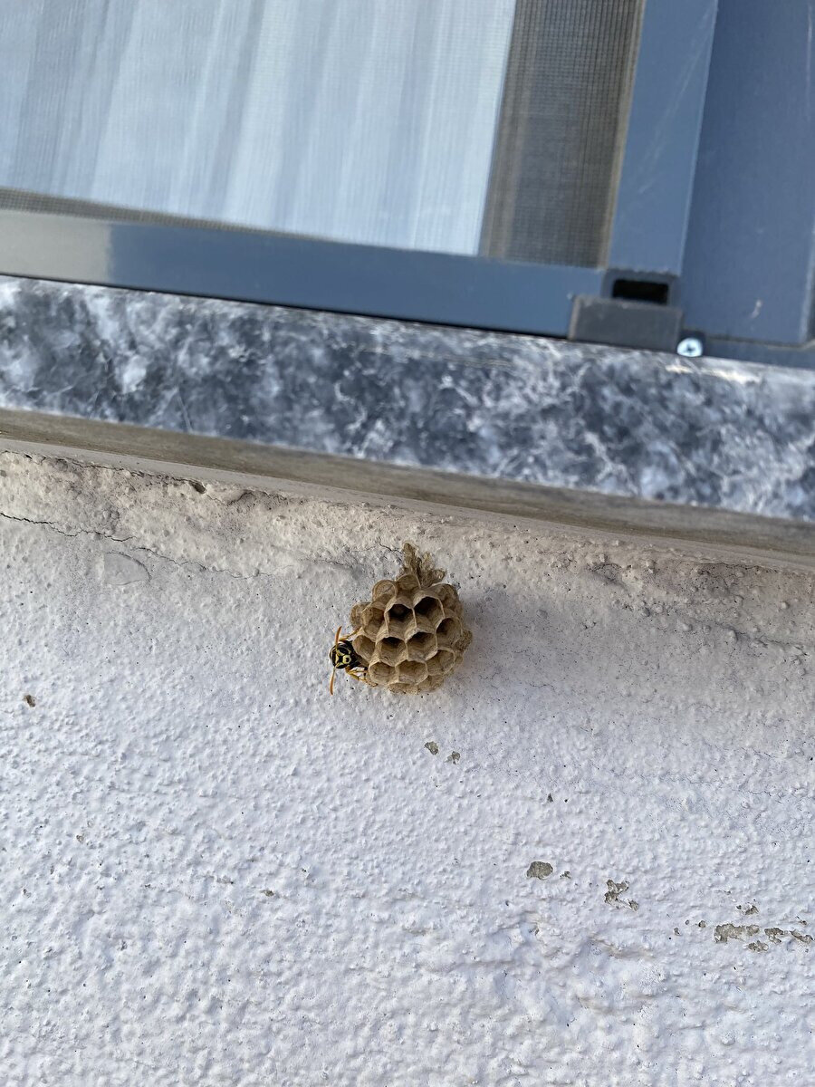 Arı: Aile evinden çıkıldı, 1+1 ev tutuldu