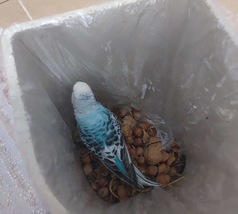 Kardeşim ne bakıyorsun etrafına uçup kaçsana