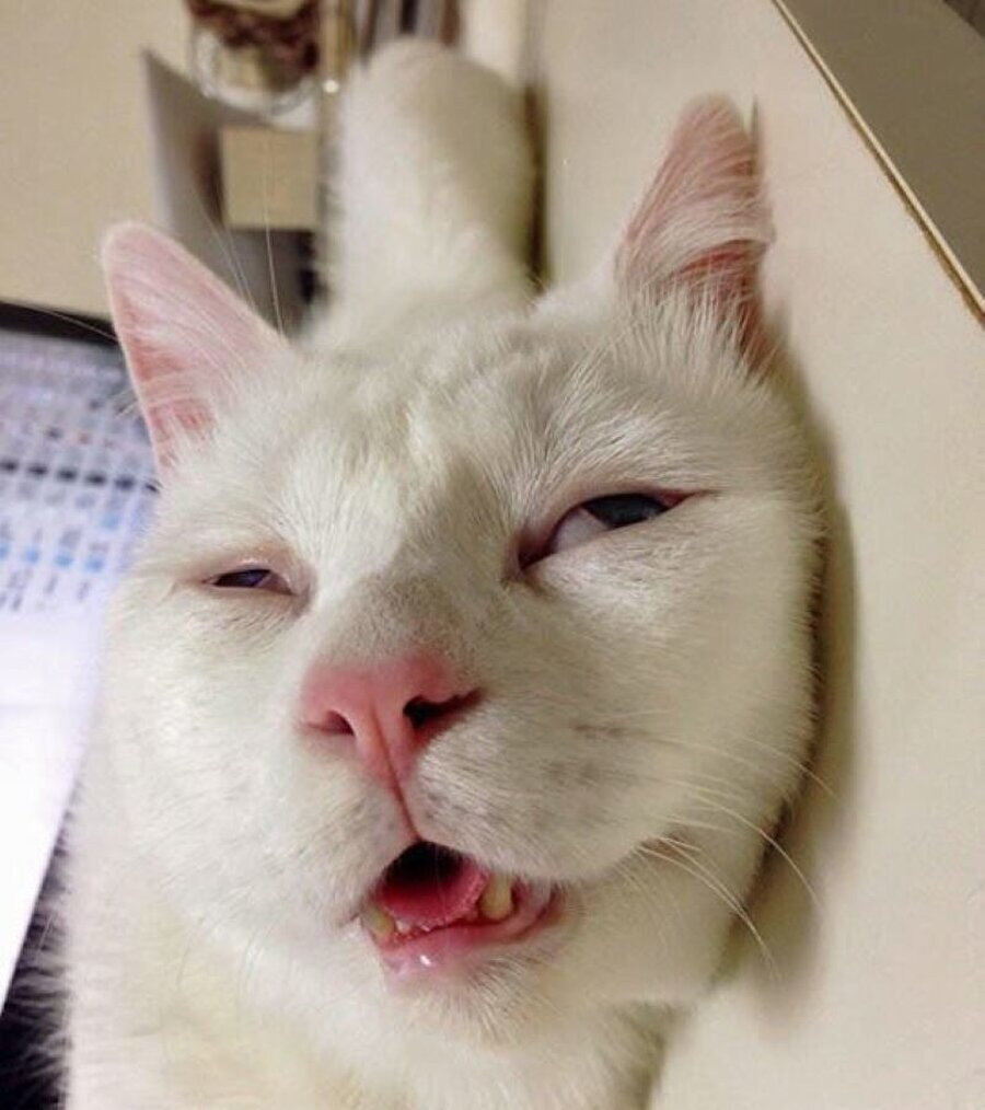 Aynen kanka sabahlıyoruz