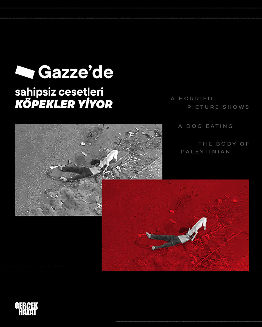 Gazze'de köpekler cesetleri yiyor