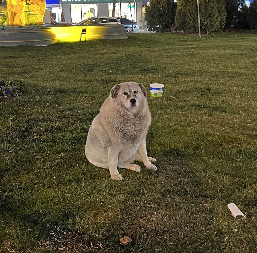 Yemek yedikten sonra soda içmeyi beklerken biz