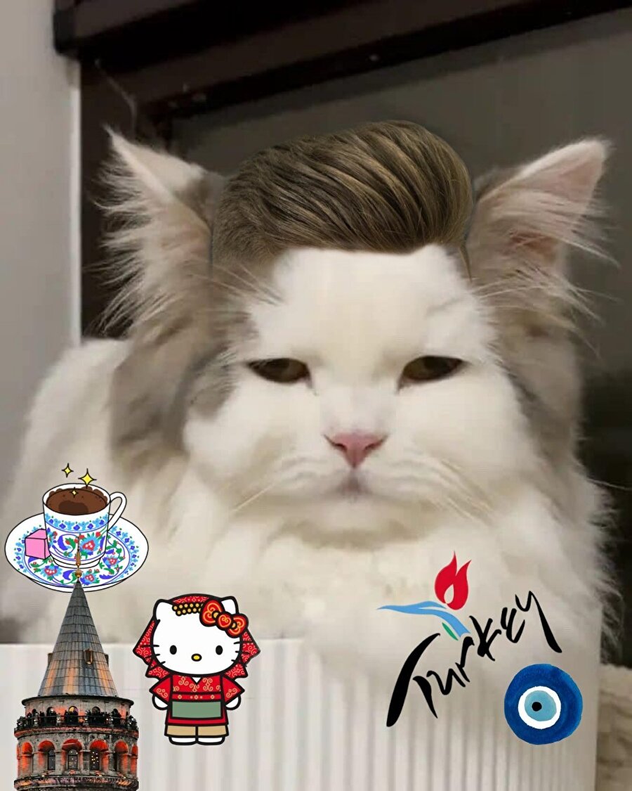 Türkiye'ye gelen turist kedi