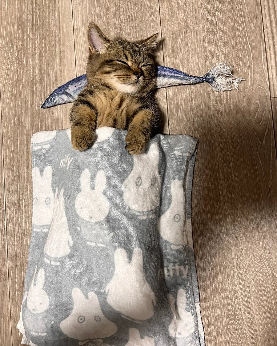 Hamsili yastığın linki var mı?