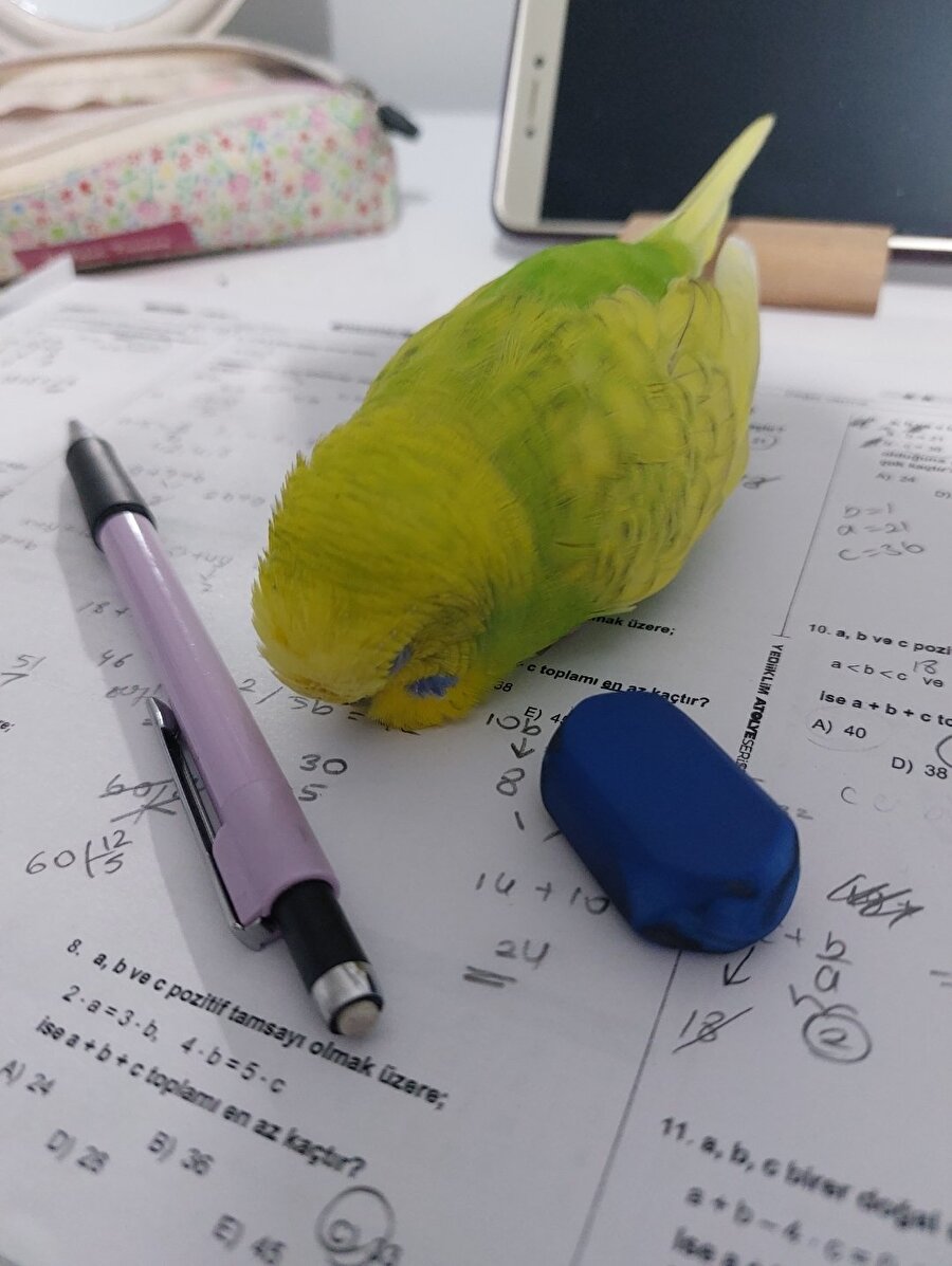 Okusun elin kuşunun kanadına bakmasın