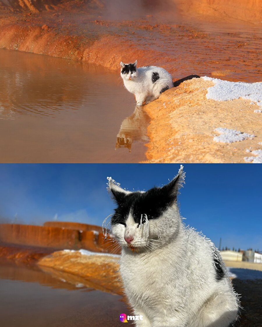 Bıyıklarına bakın