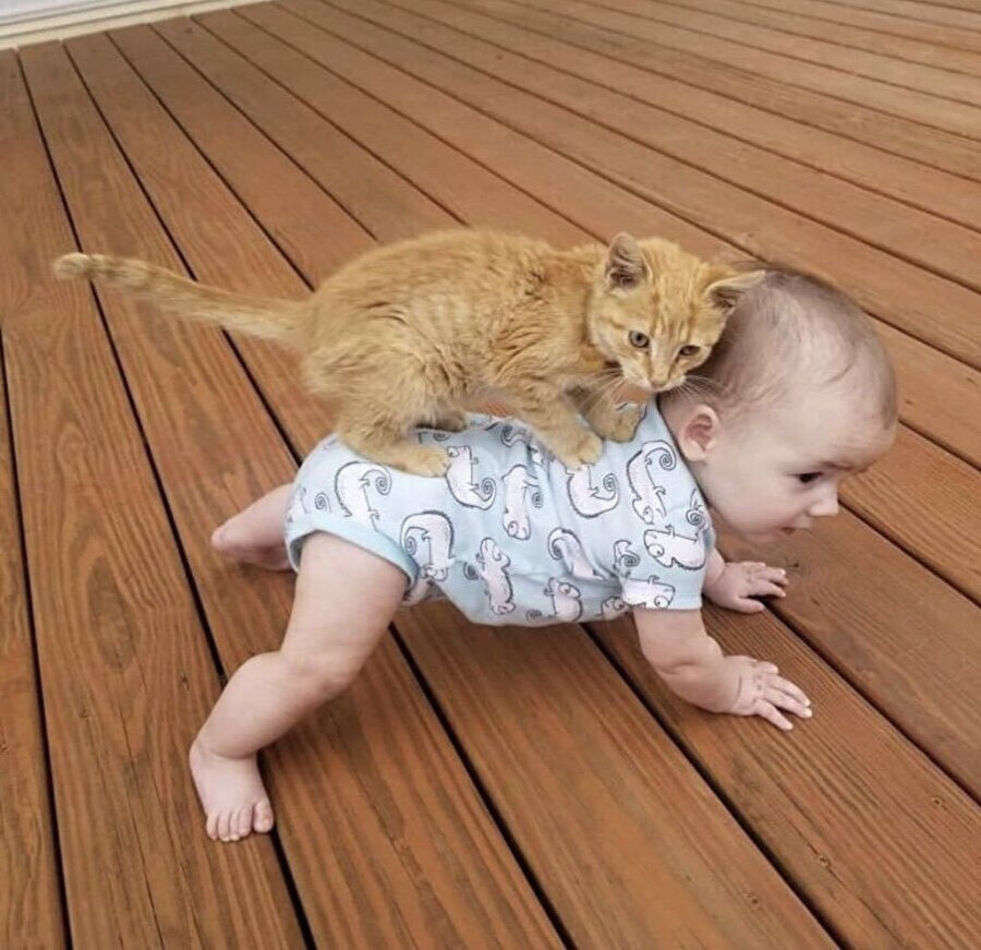 Kedilerin üşengeçliği can sıkıcı hal almaya başladı