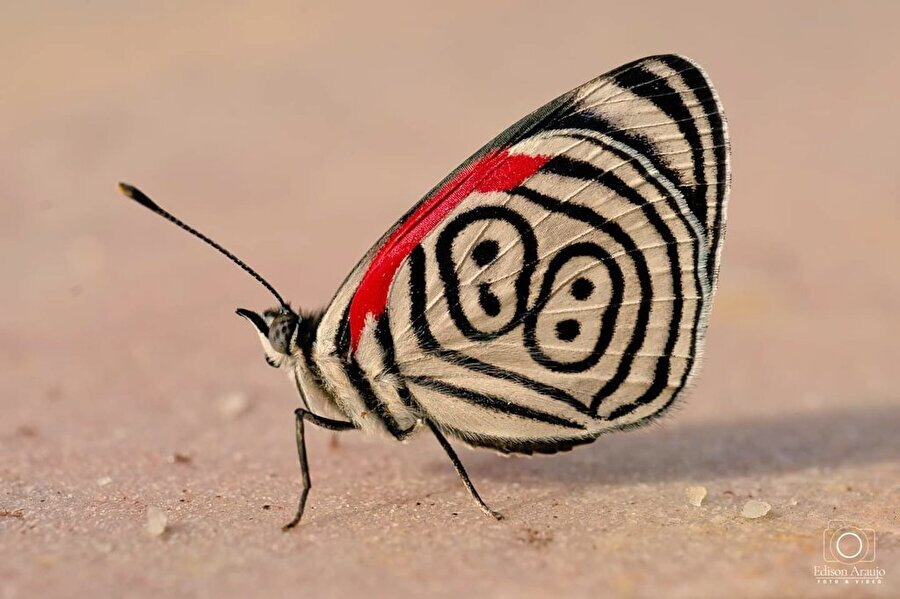 Hedef haline gelen kelebek