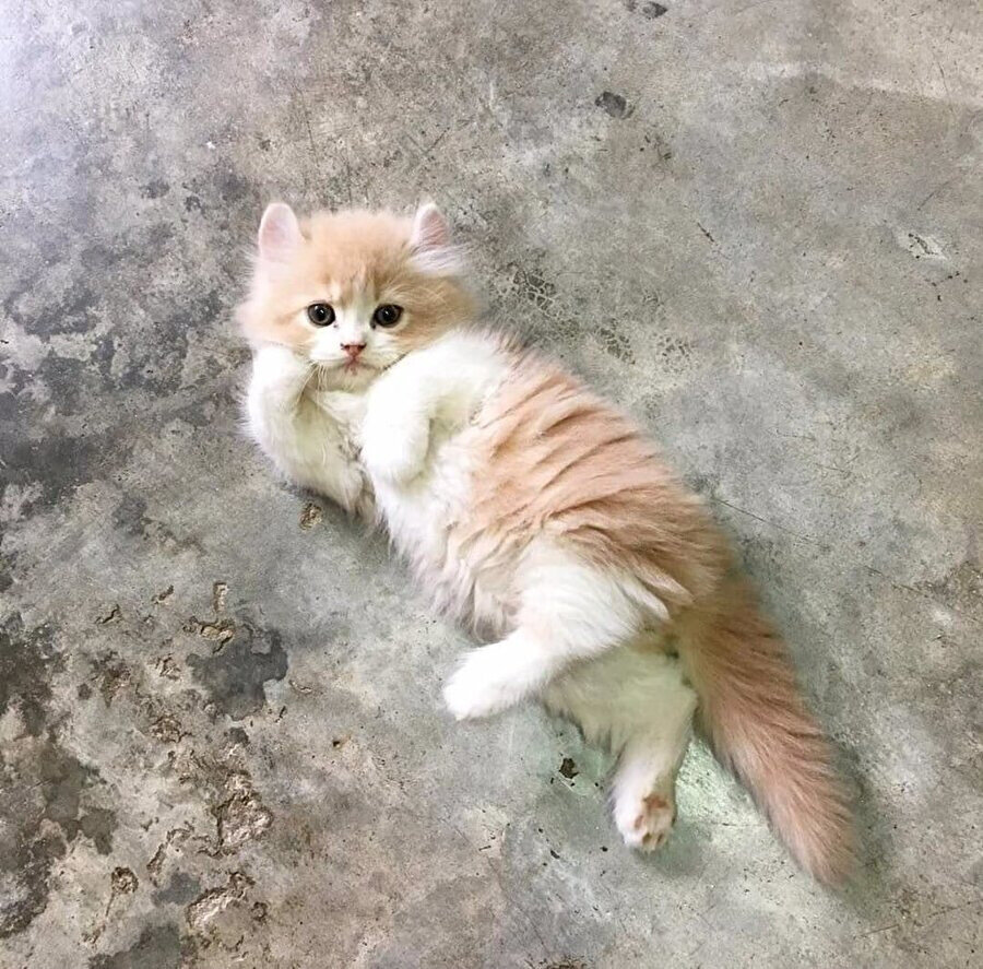 Eee anlatsana hangi mamalardan hoşlanırsın