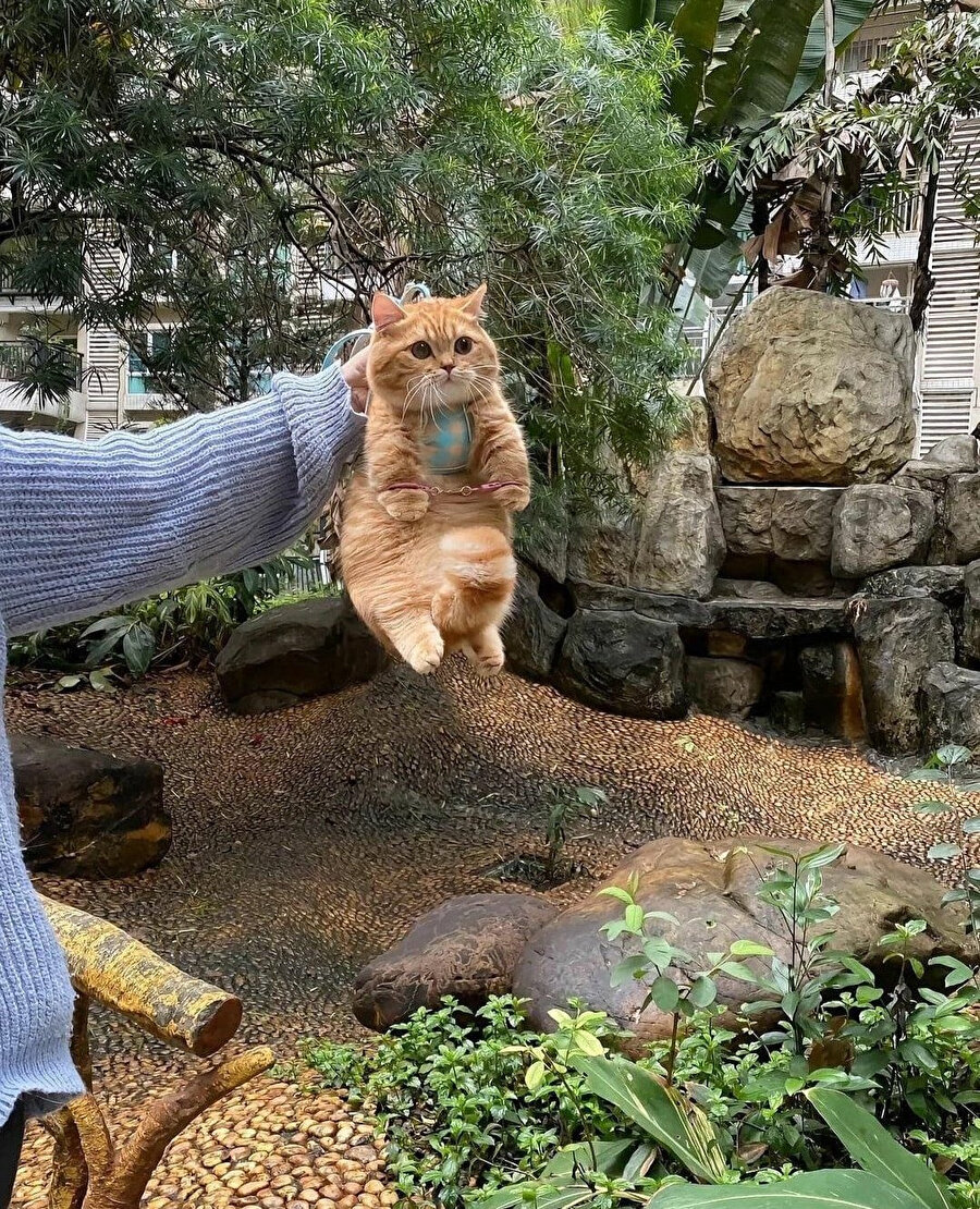 Seraya izinsiz girdiği için tutuklanmış