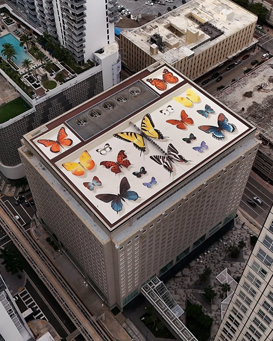 Miami’de etkileyici bir kelebek seçkisi 🦋