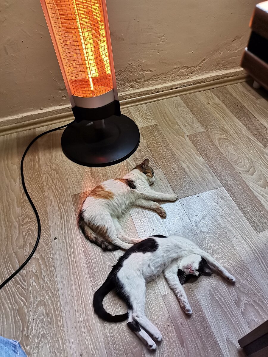 Ofiste patrondan gizli kestiren kediler