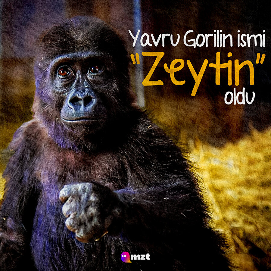İstanbul Havalimanı'nda yakalanan yavru gorile Zeytin ismi verilmiş