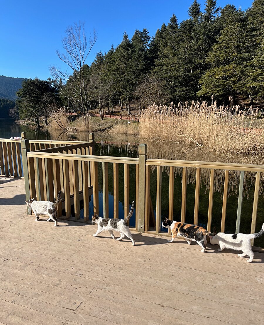 Kedi konseyi toplantısına gidiyorlar