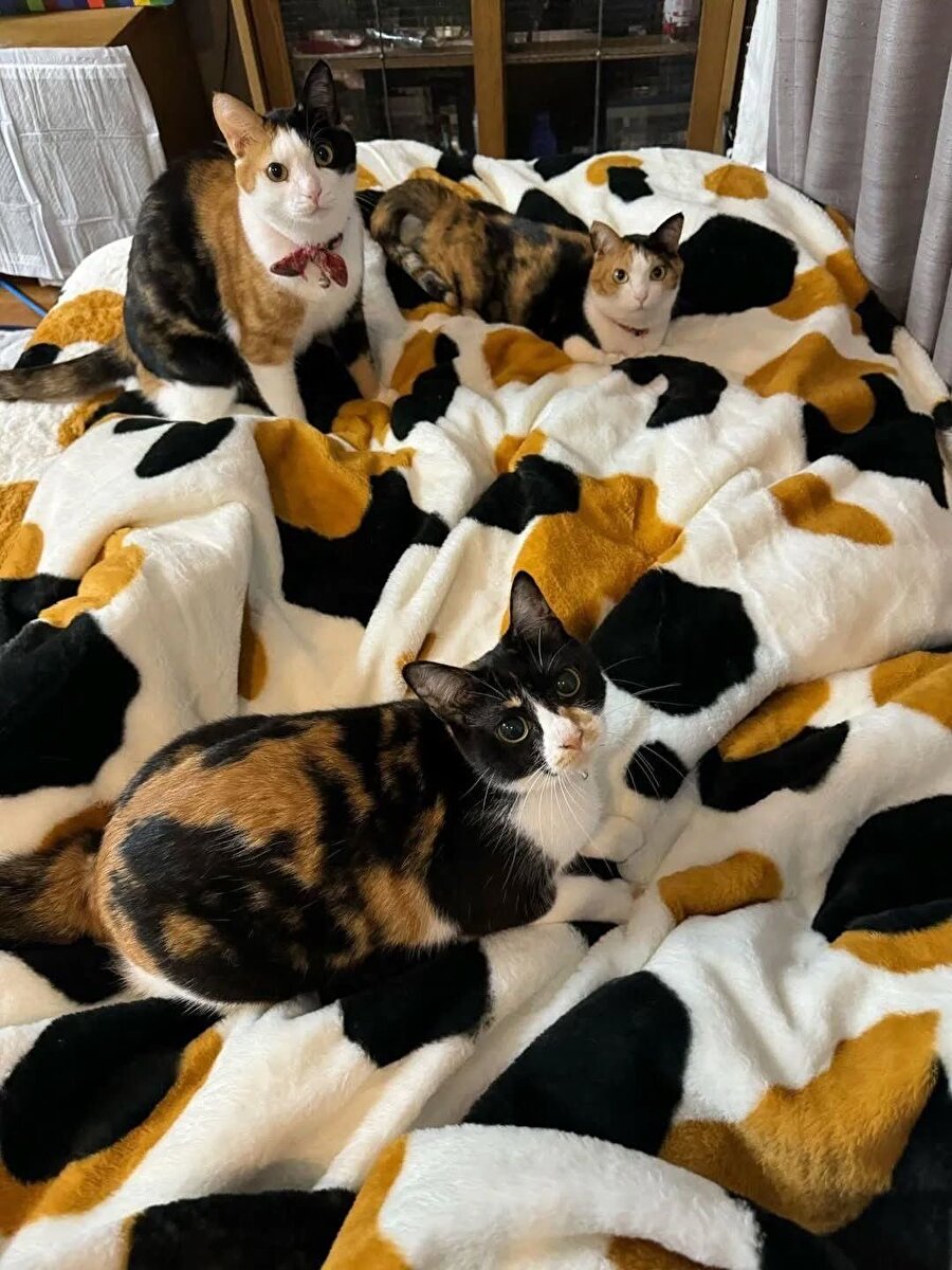 Kaç tane kedi saydınız