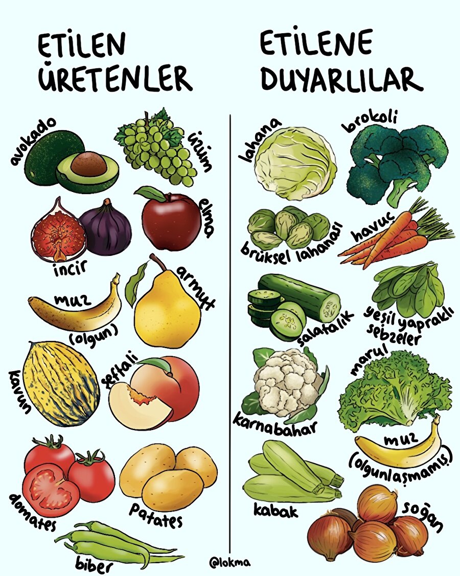 Etilen üretenler- Etilene duyarlı olanlar