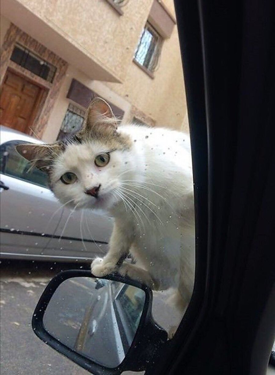 Haraç kesmeye gelmiş