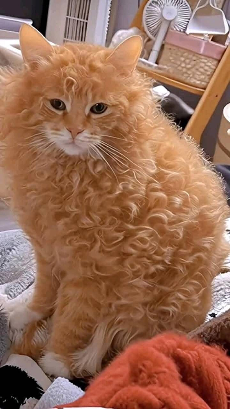 Permalı kedi
