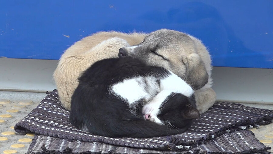Amasya'da, soğukta üşüyen kedi ve köpek birbirine sokularak uyudu