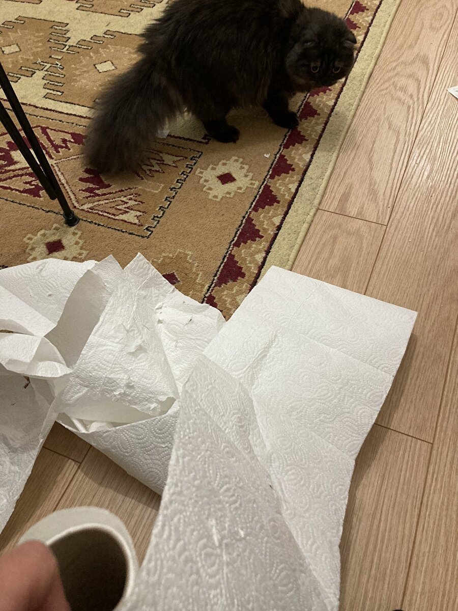 Kediler neden böyle?