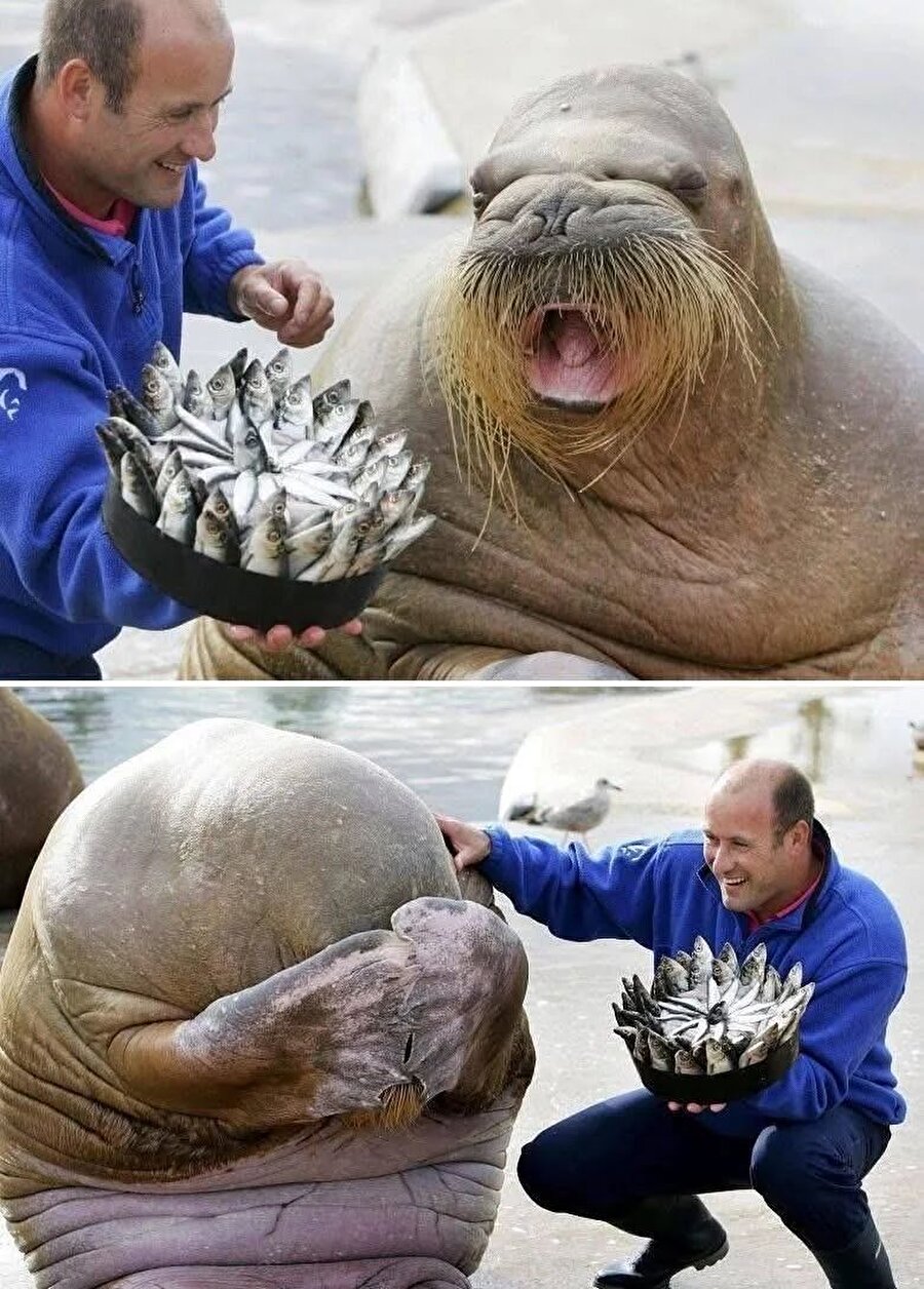 İdeal doğum günü pastası budur