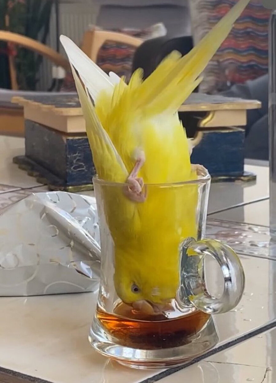 İçim kanar kanar kanar kanar kanarya