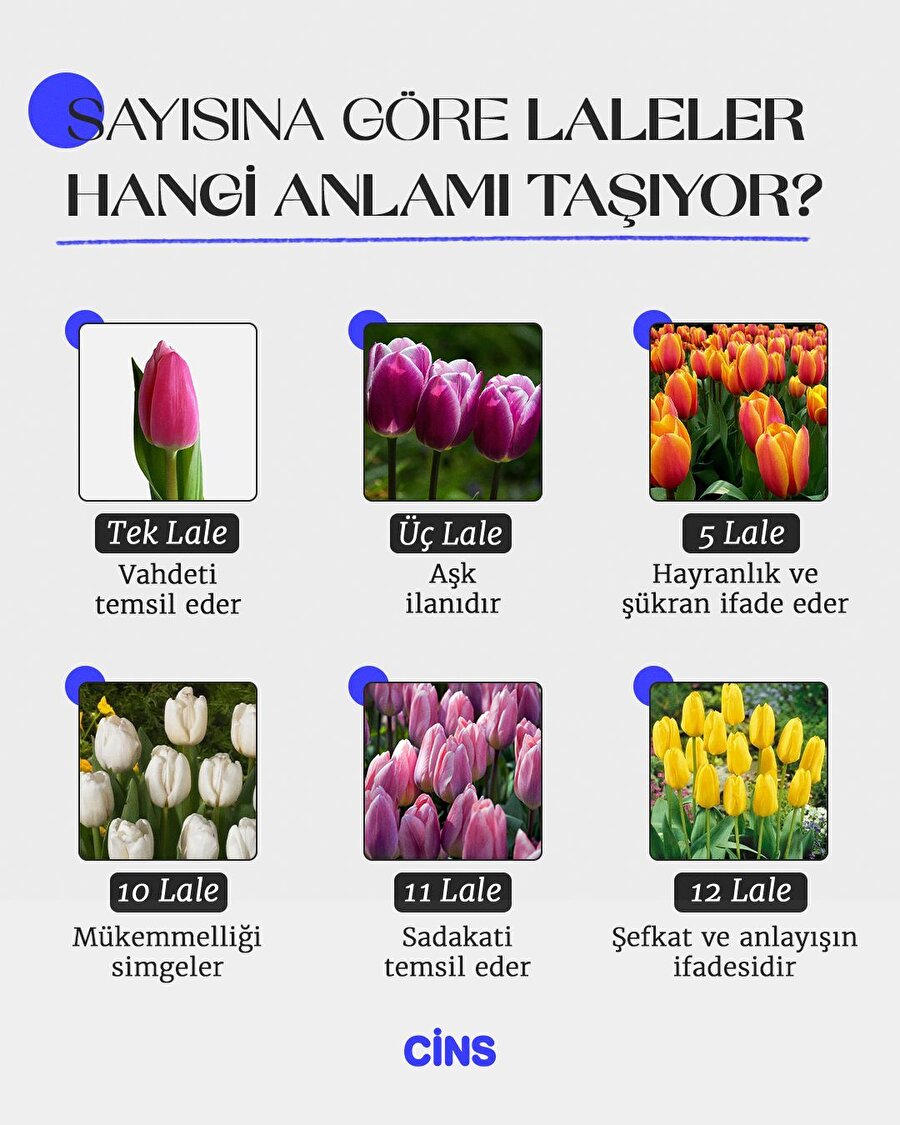 Sayısına göre laleler 🌷