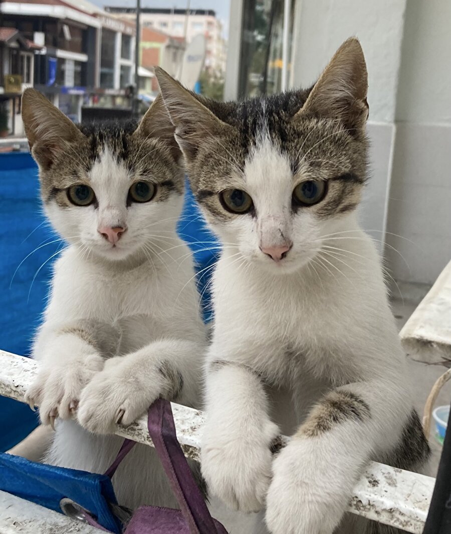 Ben Oray Bey değilim Oray Bey'in kardeşi Koray Bey'im