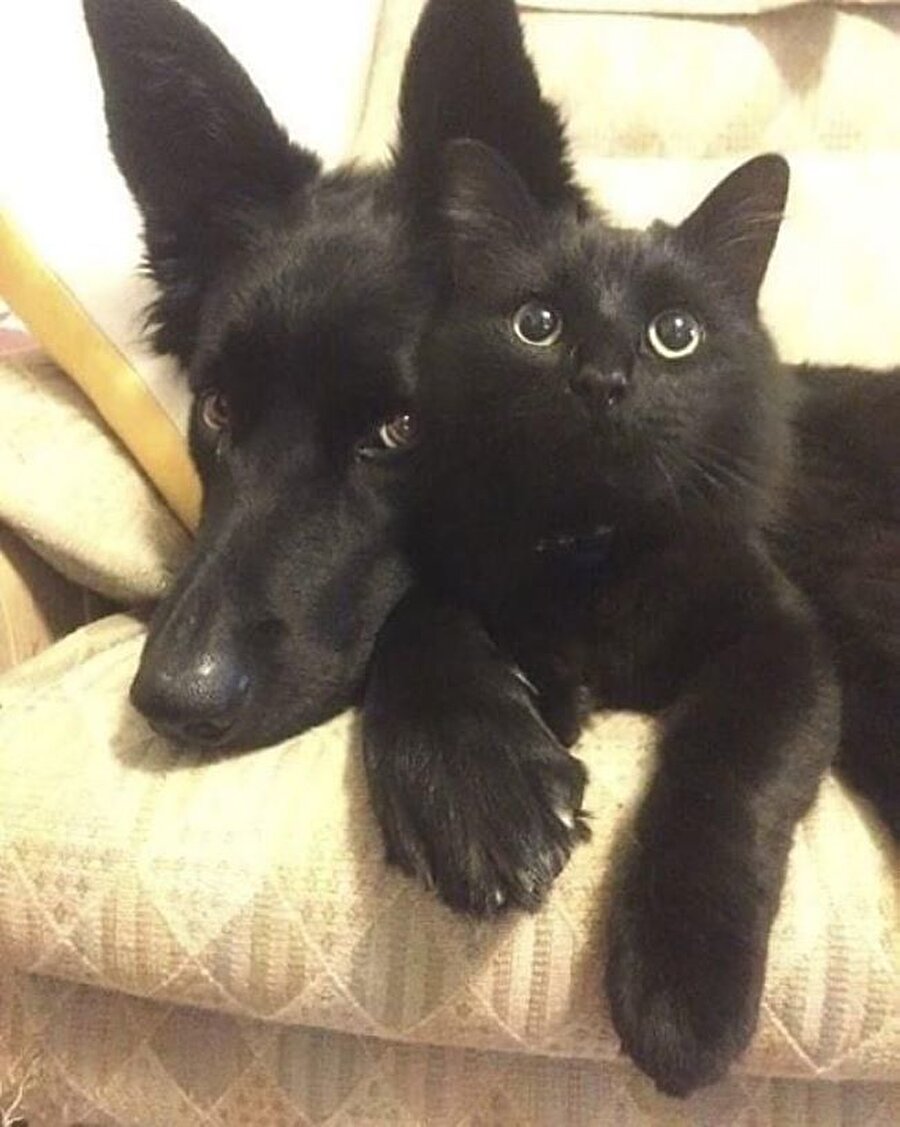 Çift yumurta ikizleri