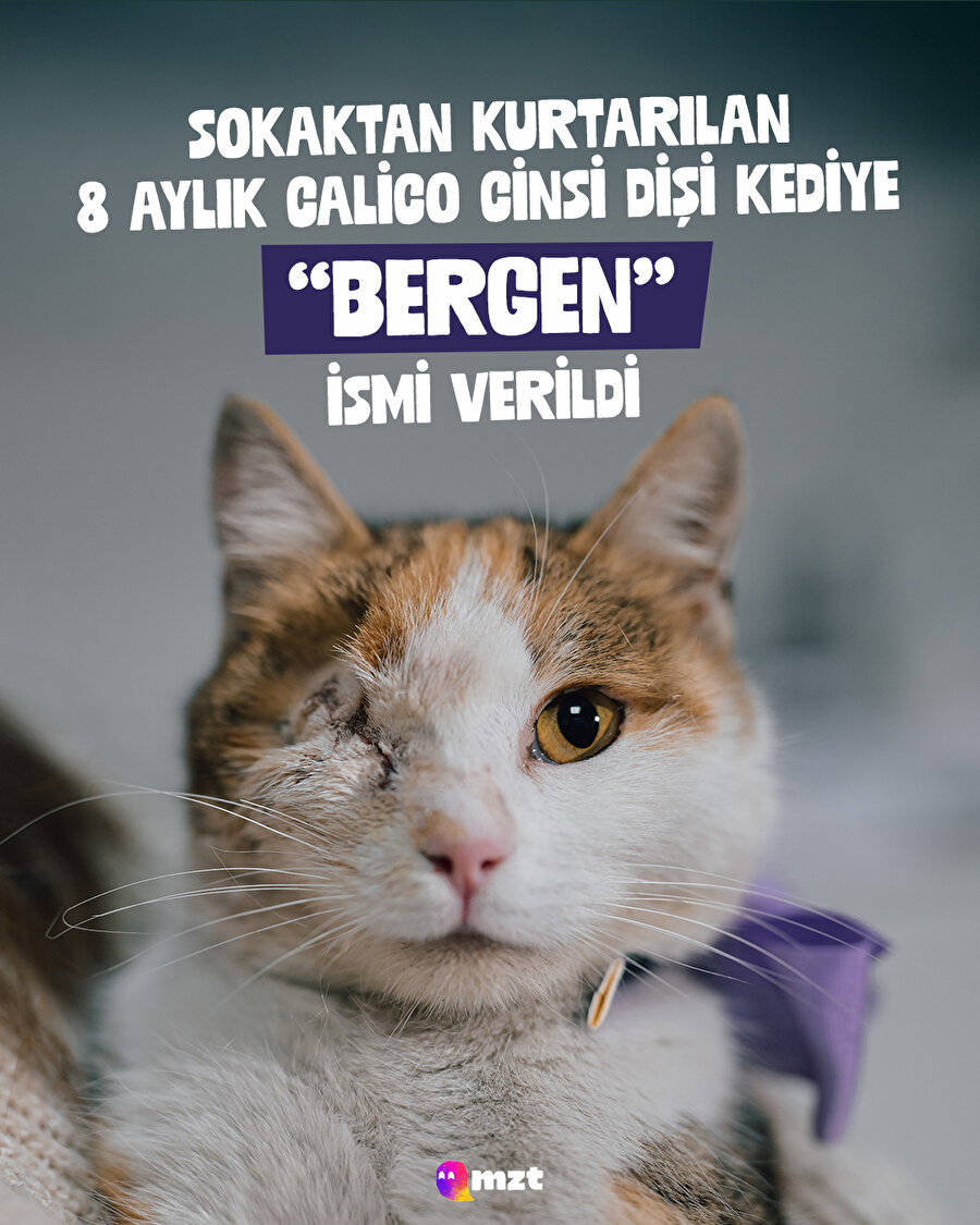 Sokaktan kurtarılan 8 aylık Calico cinsi “Bergen” kedi