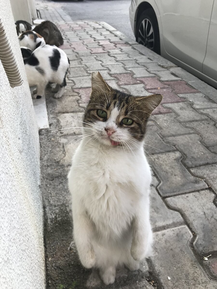 Dünyanın en iyi kedi fotoğrafı