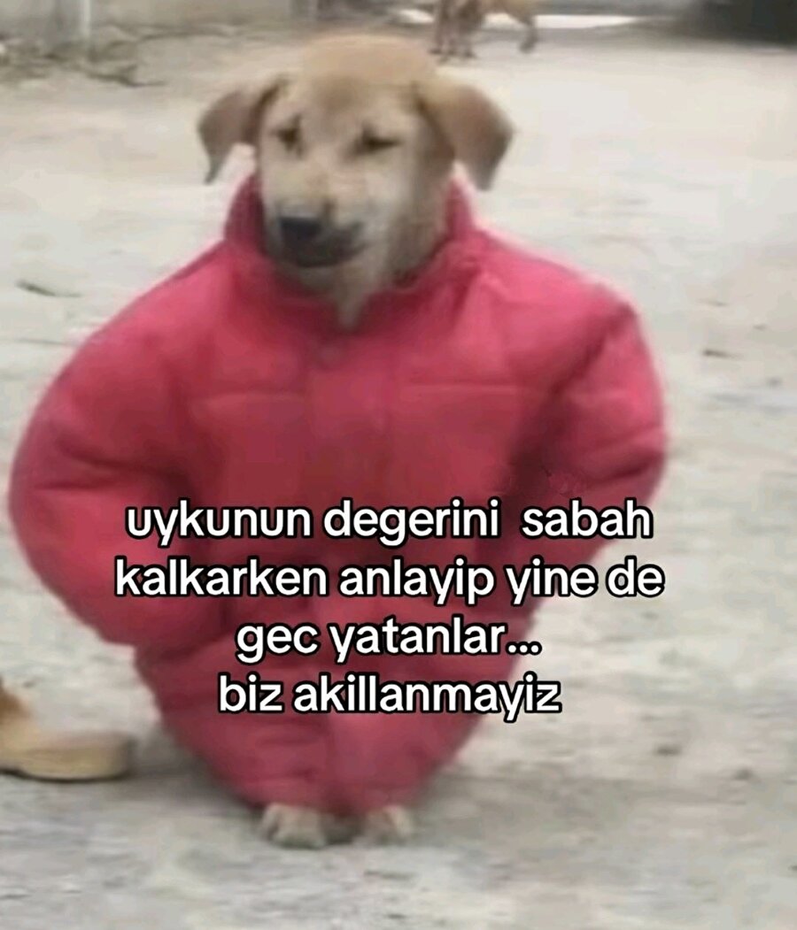 Bizdir