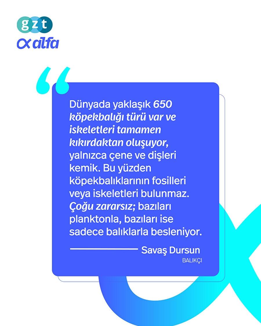 Köpekbalığı aslında zararsız mı?