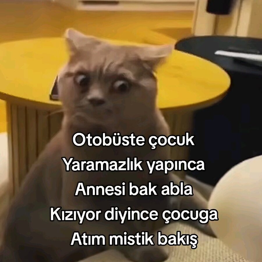 Bizdir