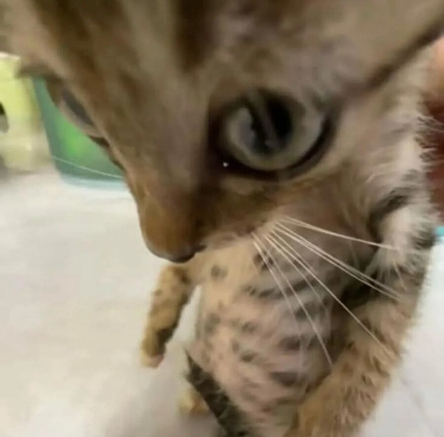 Abla yarın kazağını giyebilir miyim?