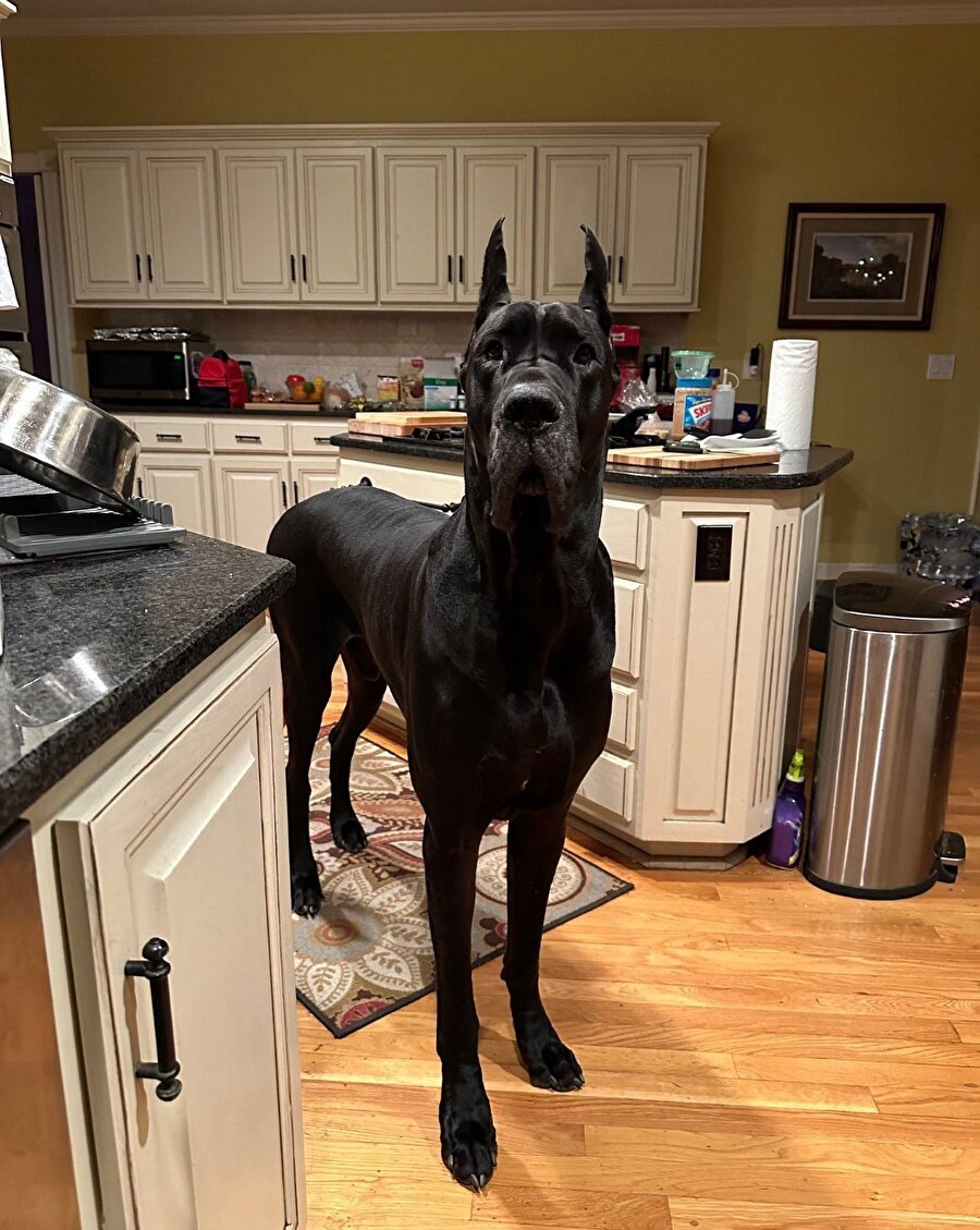 Kira ödemesi gereken biri