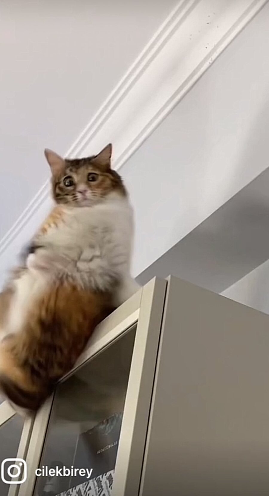 Kedinin suratındaki şaşkınlık