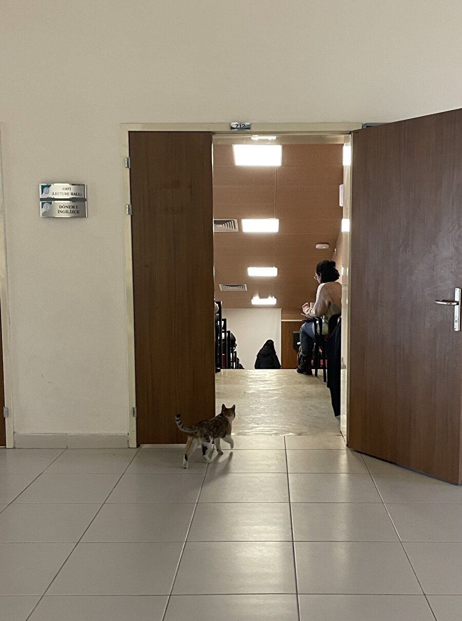 Devamsızlığı biten kedi