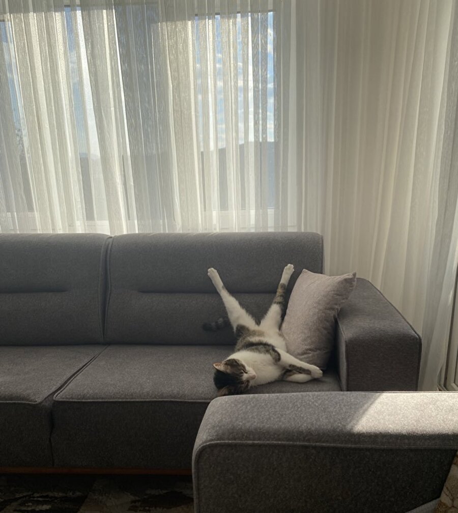 Kediler için oldukça normal bir duruş