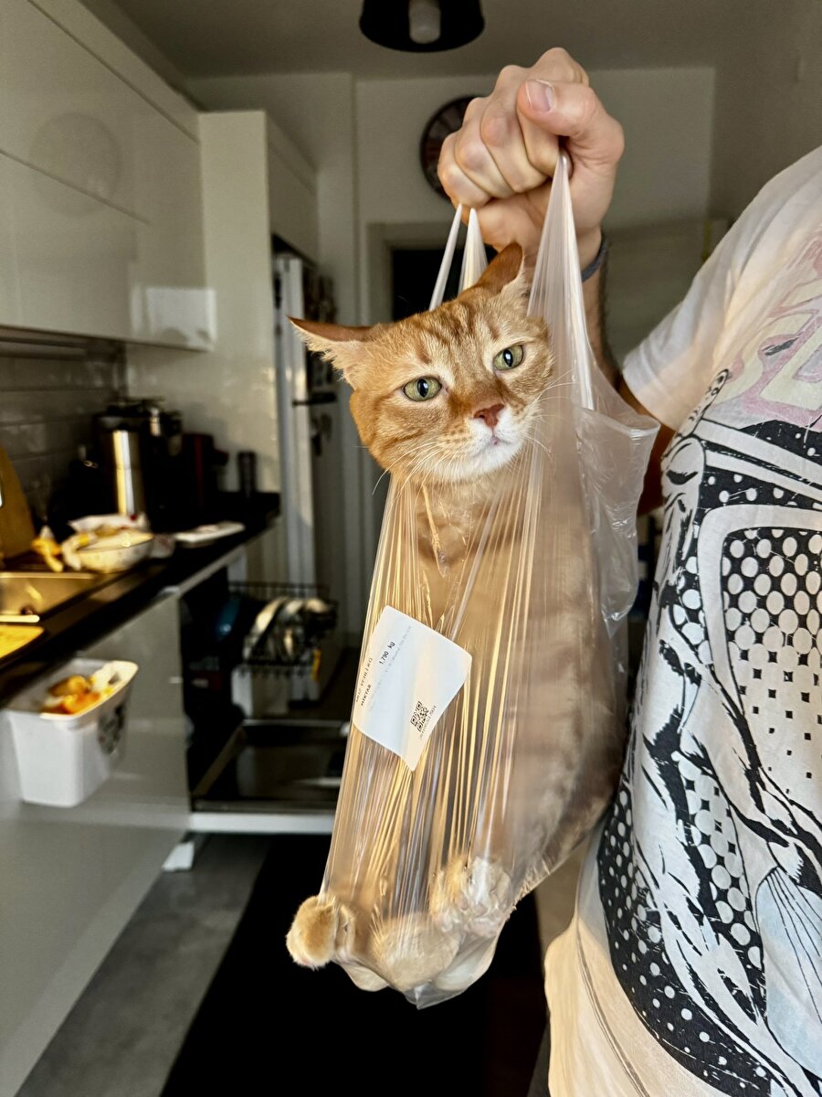 Ramazan kedileriniz alındı mı?