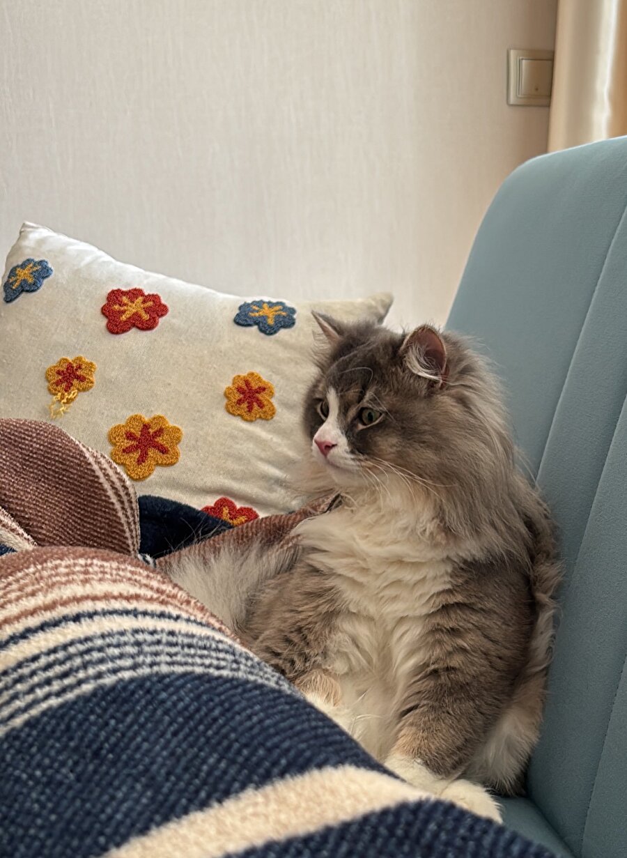 80'lere ait bir kedi