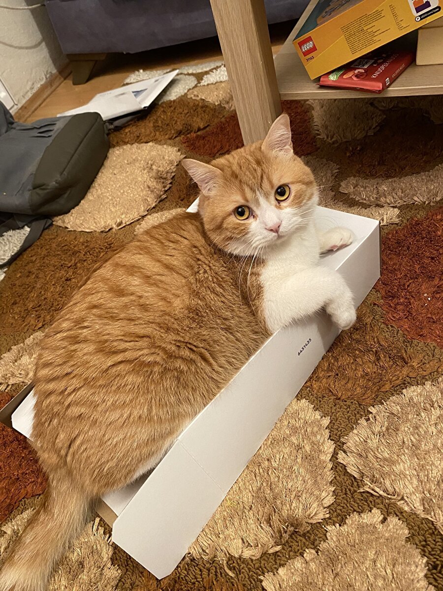 Kutu görünce yatak sanma sorunsalı