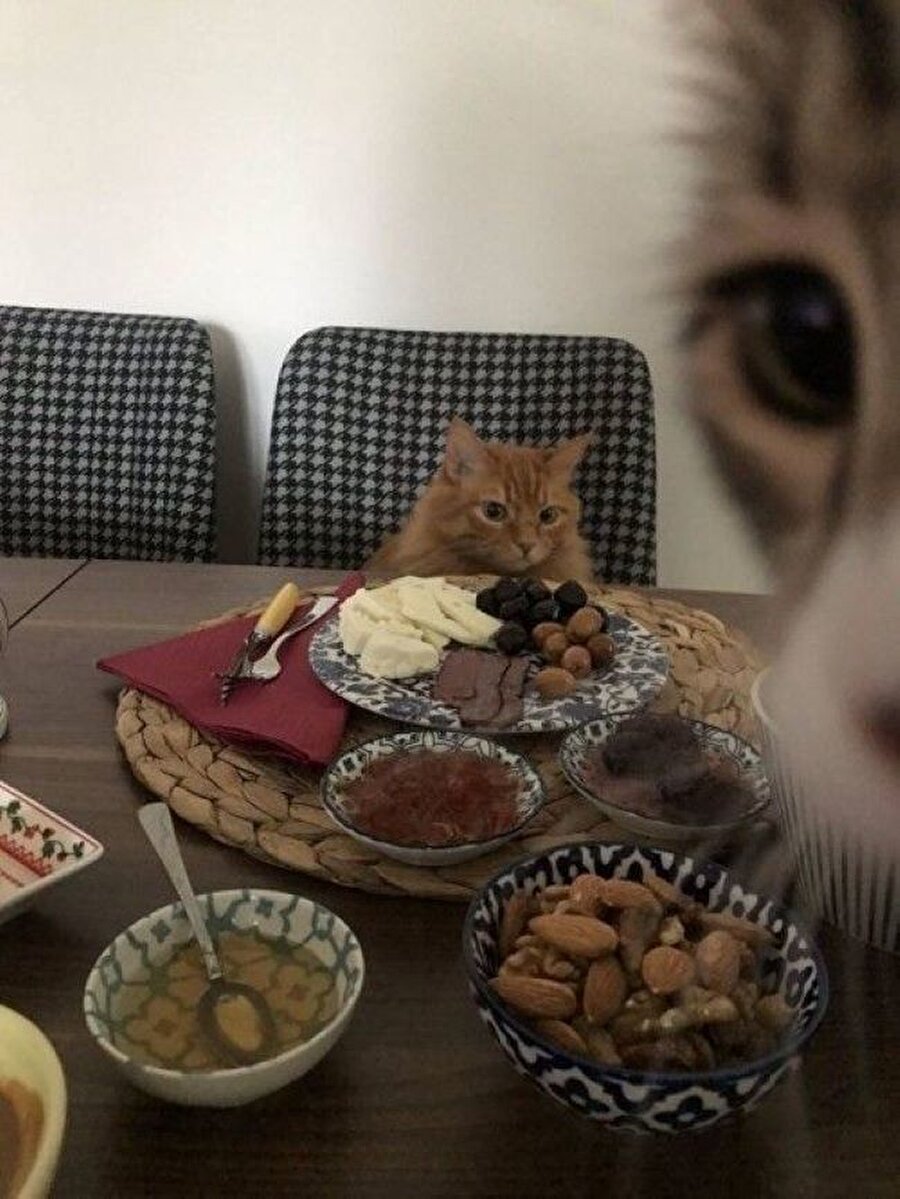 Kediler için sahur vakti
